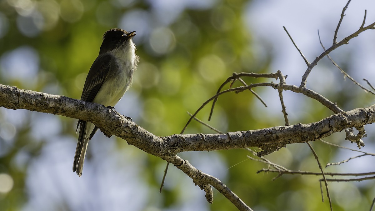Eastern Phoebe - ML647289387