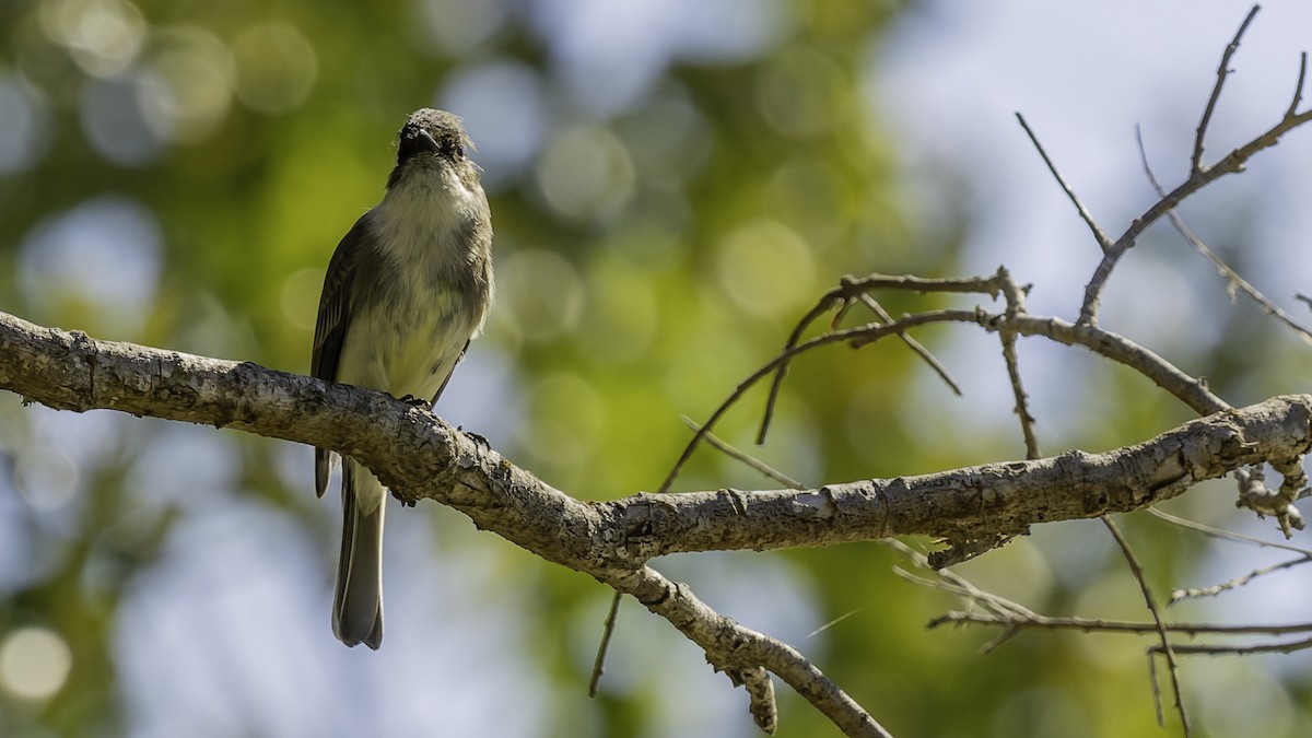 Eastern Phoebe - ML647289388
