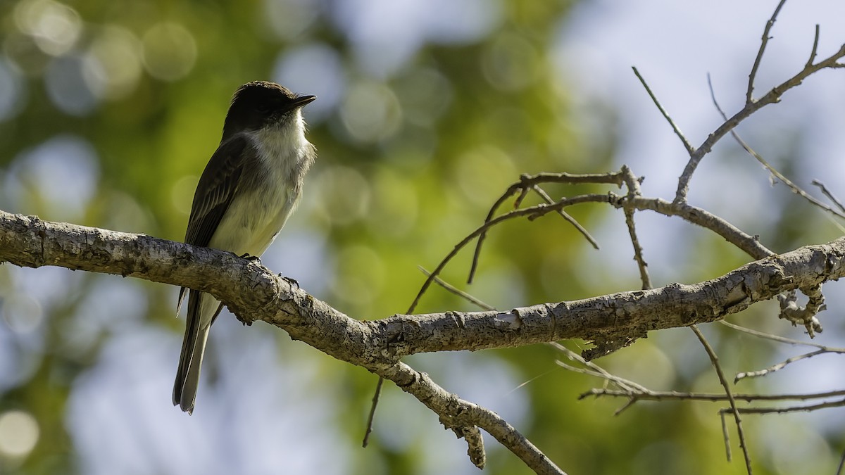 Eastern Phoebe - ML647289389