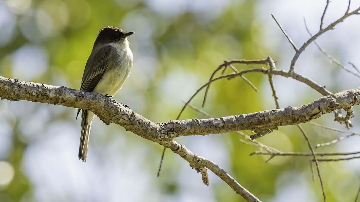 Eastern Phoebe - ML647289390