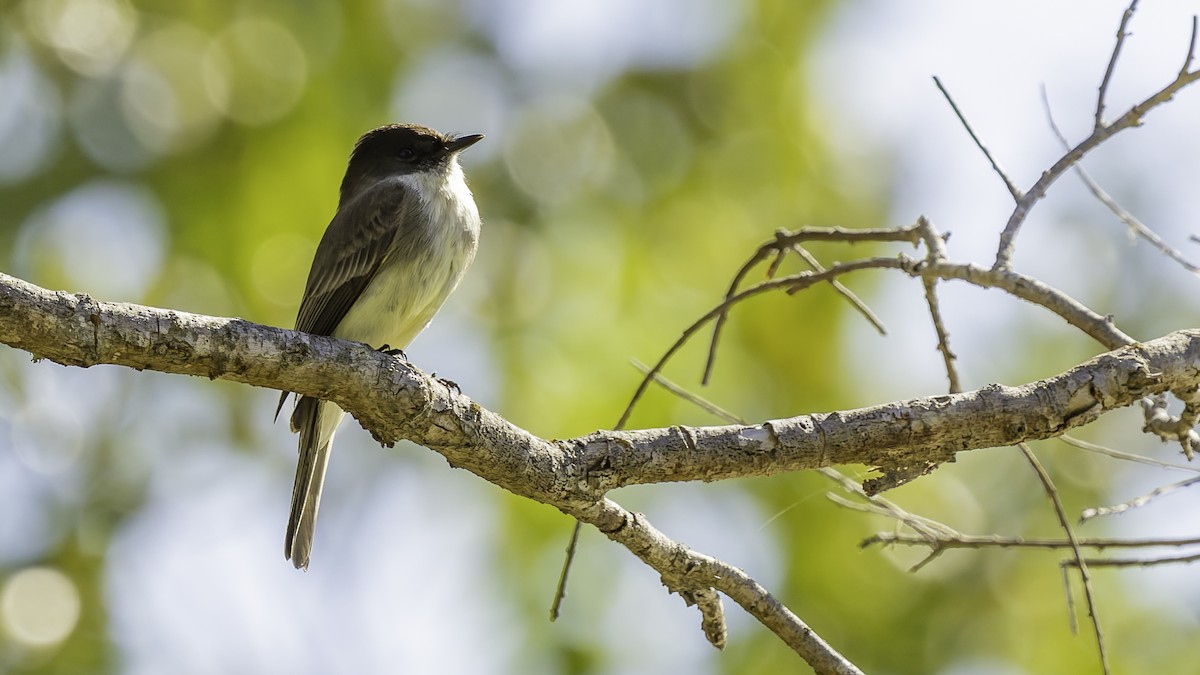 Eastern Phoebe - ML647289391