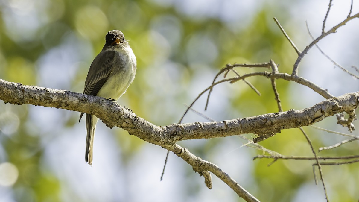 Eastern Phoebe - ML647289392