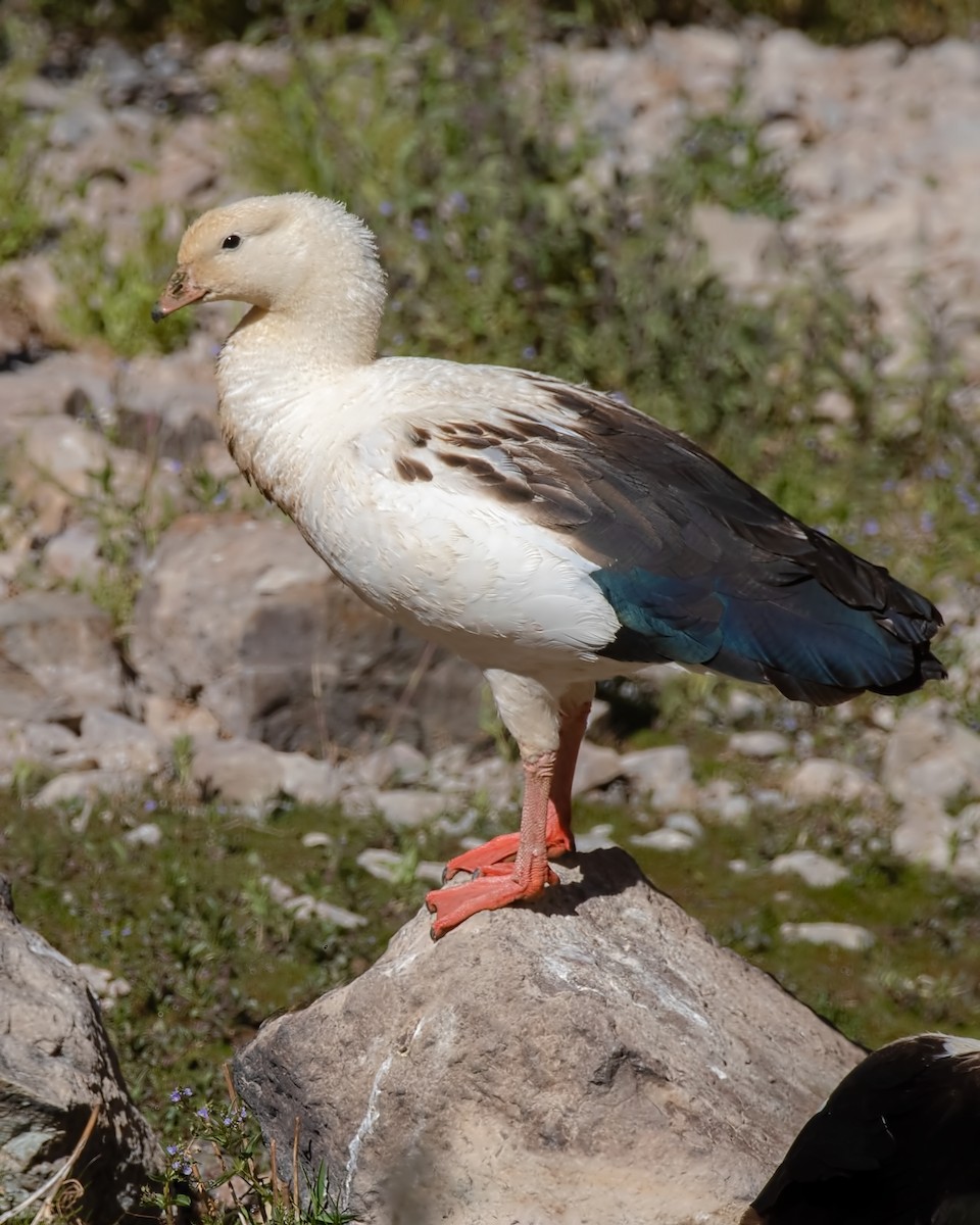 Andengans - ML647289395