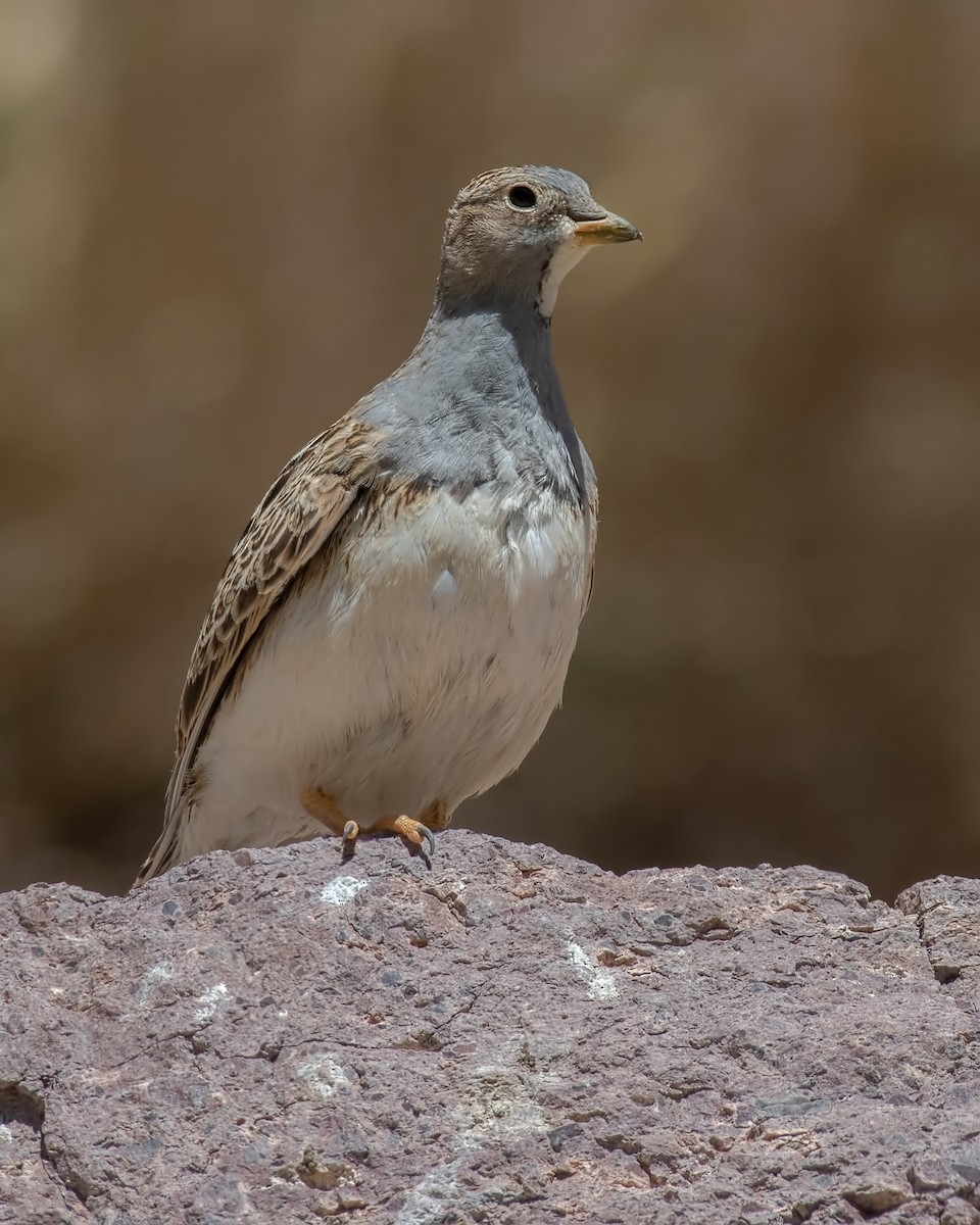 Graubrust-Höhenläufer - ML647289406