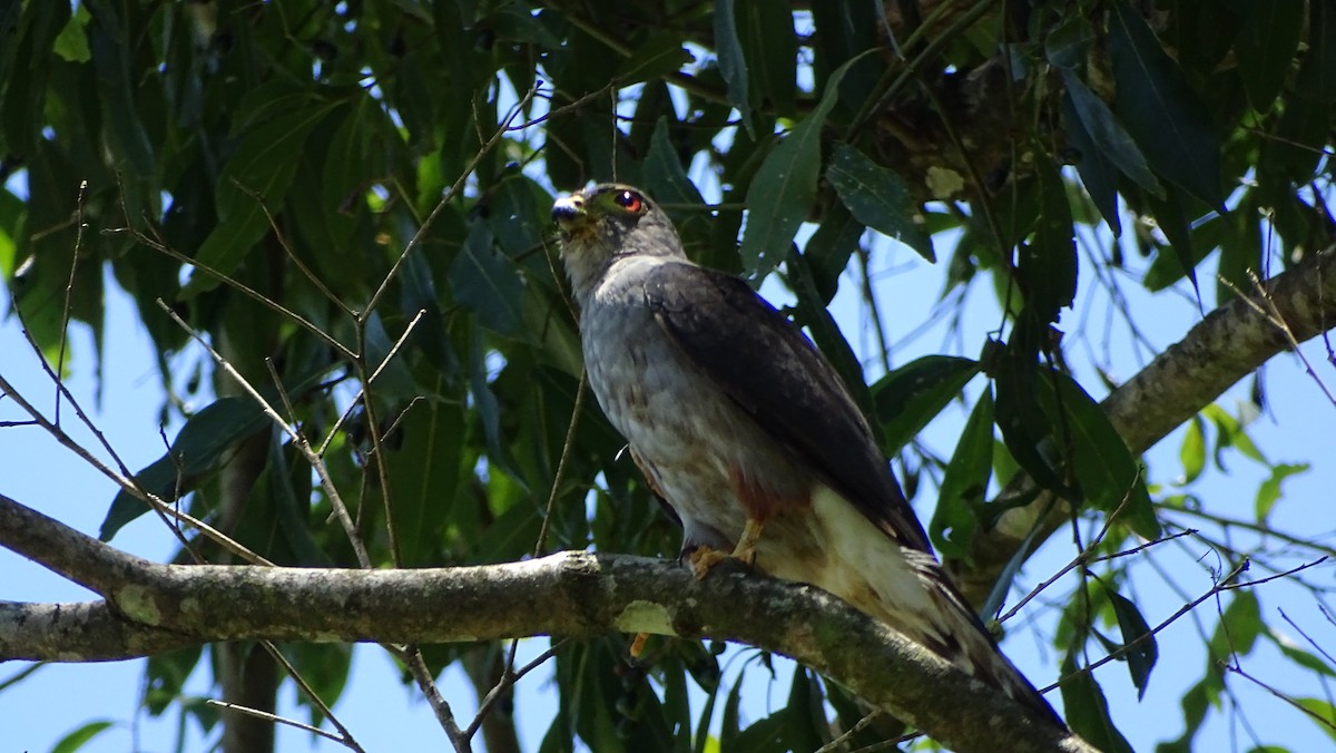 Rufous-thighed Kite - ML647289417