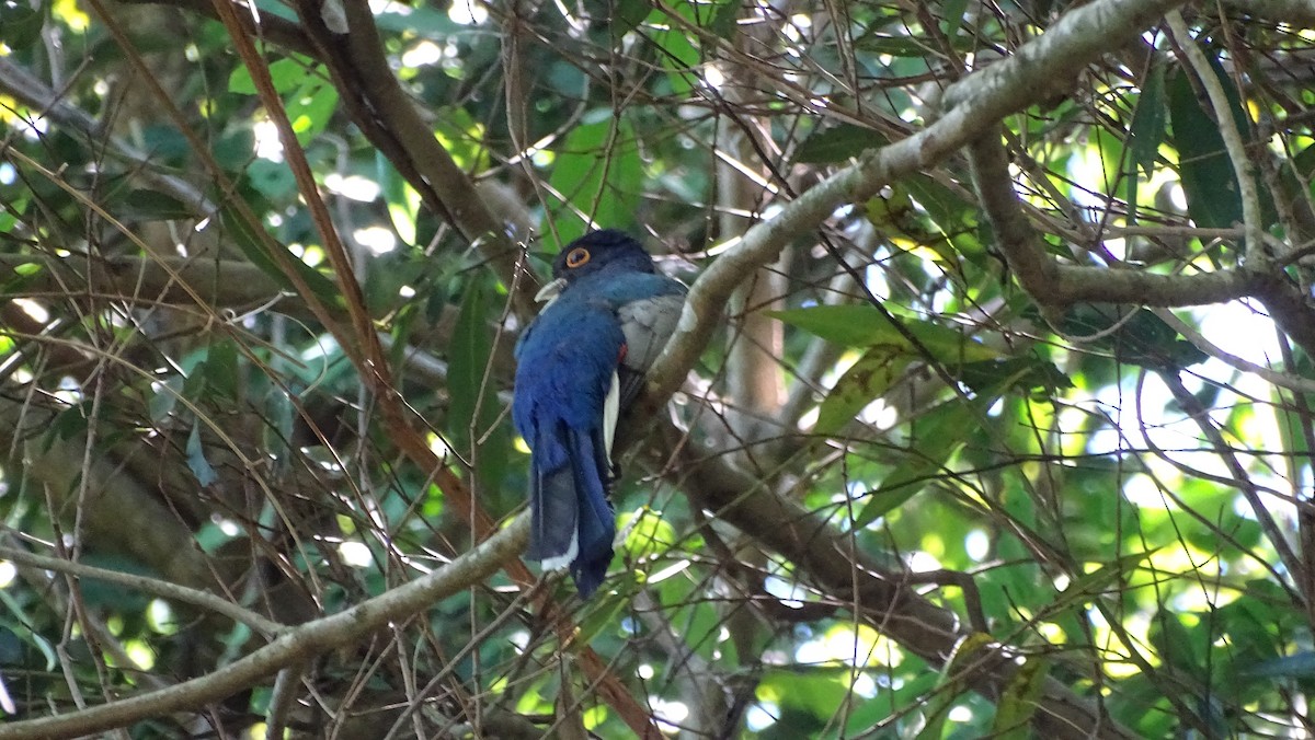 Surucua Trogon - ML647289441