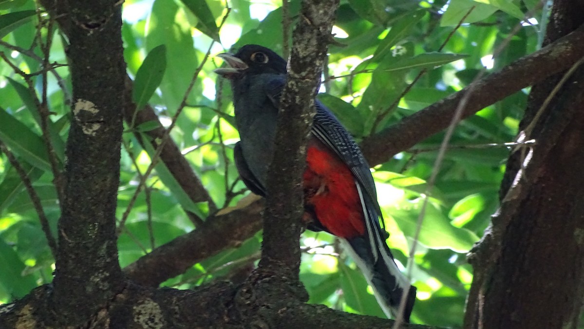Surucua Trogon - ML647289442