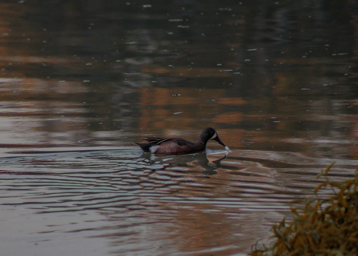 čírka modrokřídlá - ML647289449