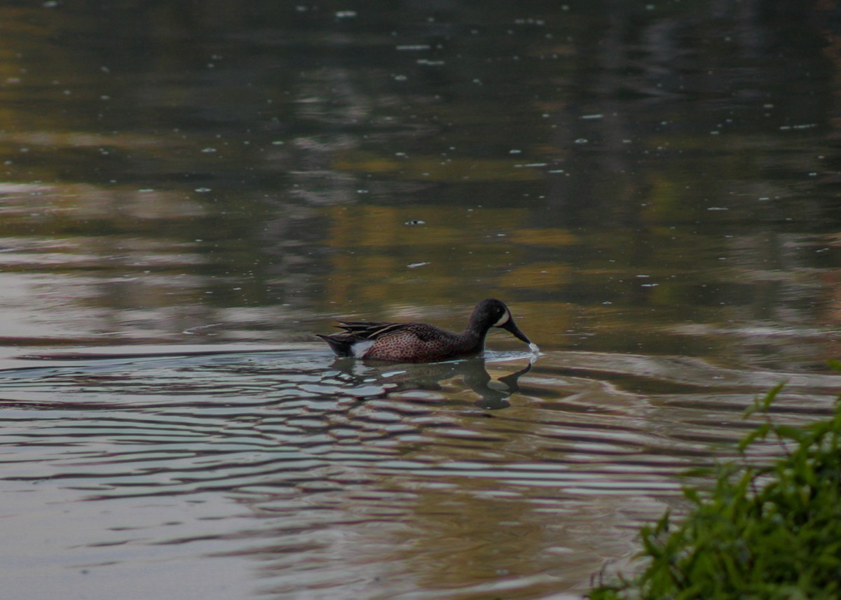 čírka modrokřídlá - ML647289450