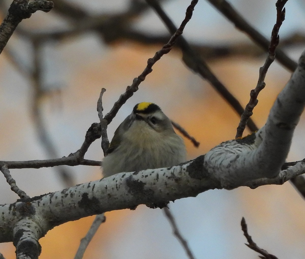 アメリカキクイタダキ - ML647289454