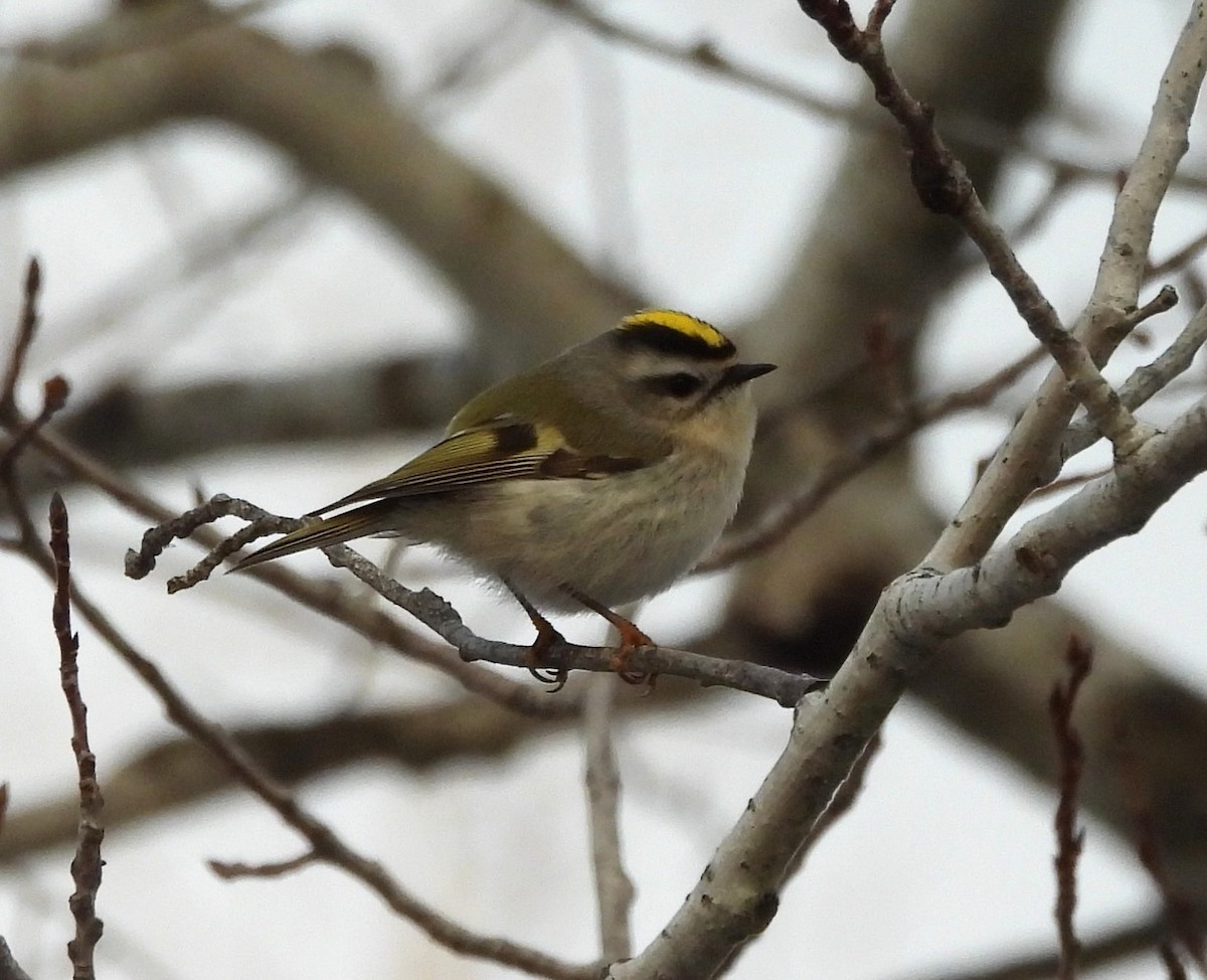 アメリカキクイタダキ - ML647289455