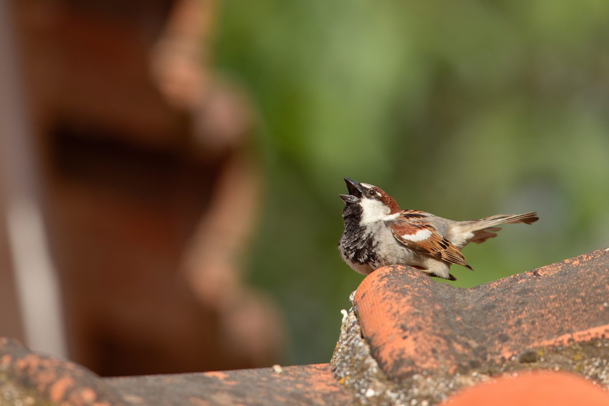 House Sparrow - ML647289459