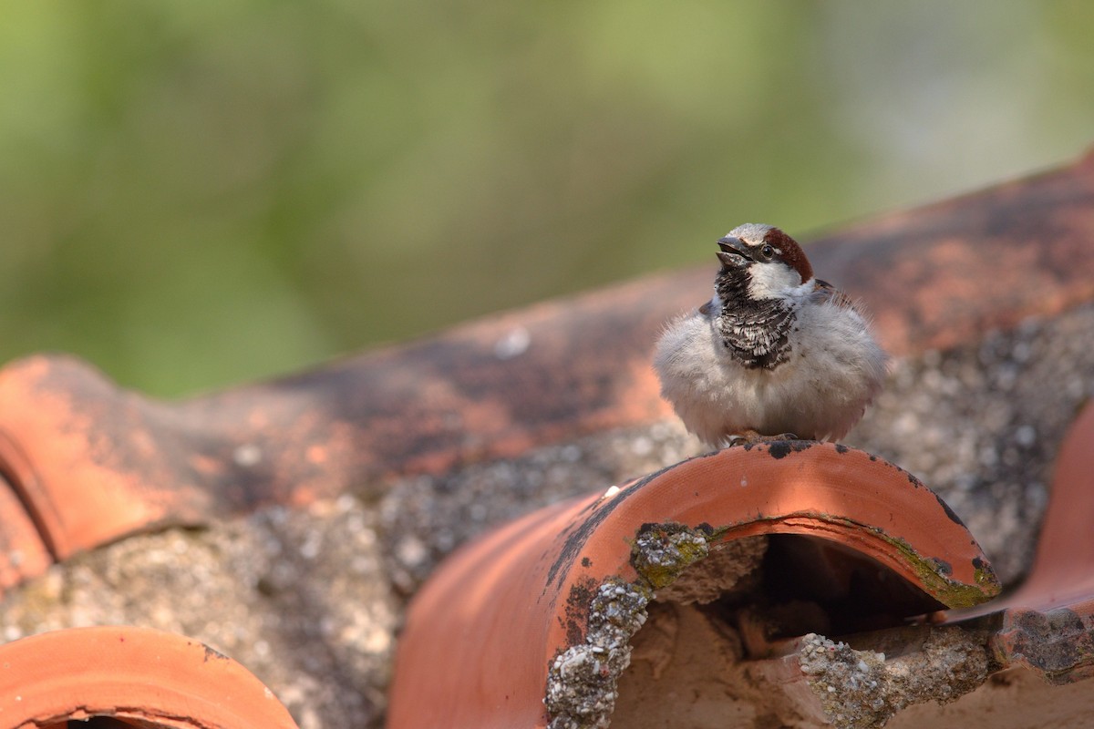 House Sparrow - ML647289460