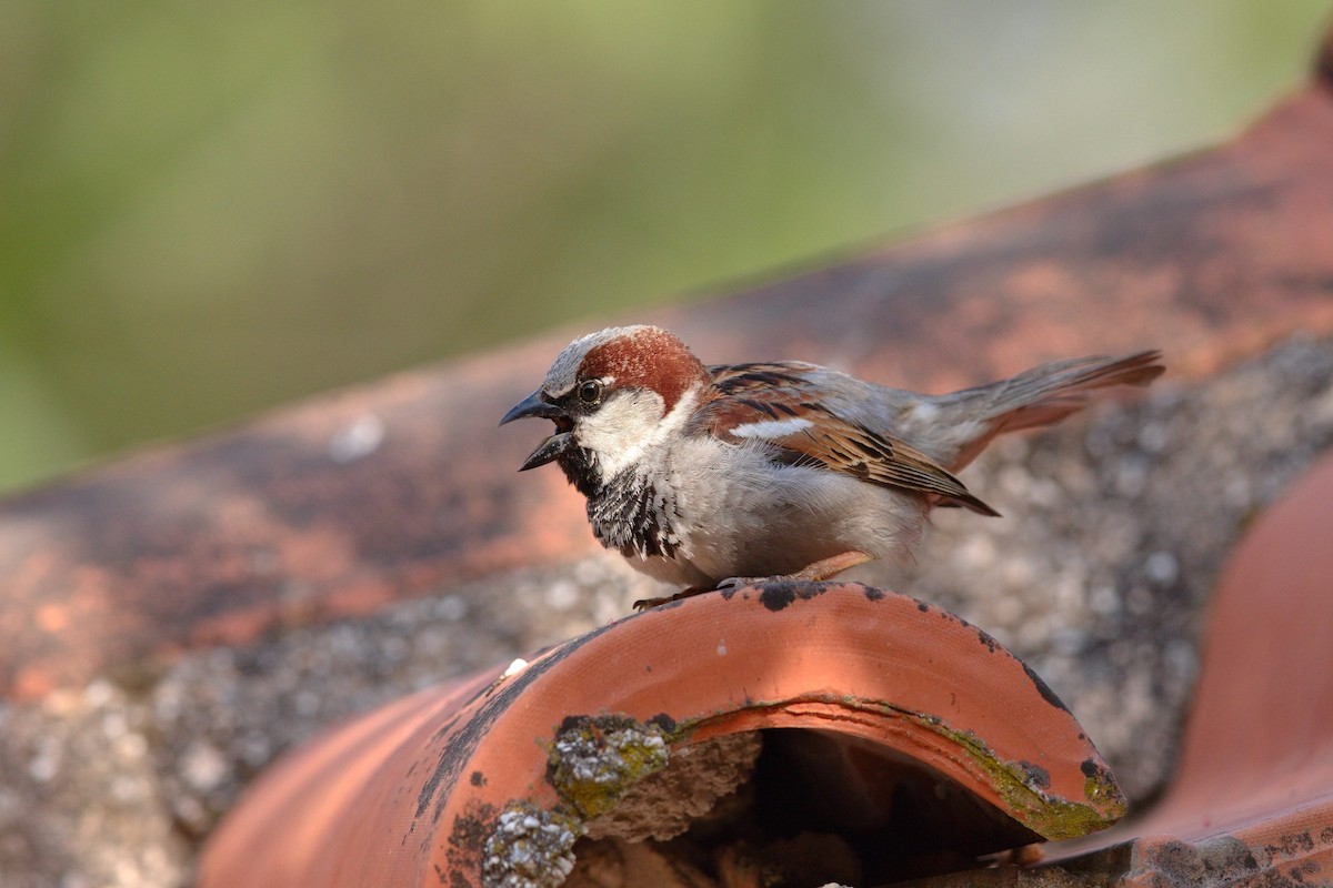 House Sparrow - ML647289461