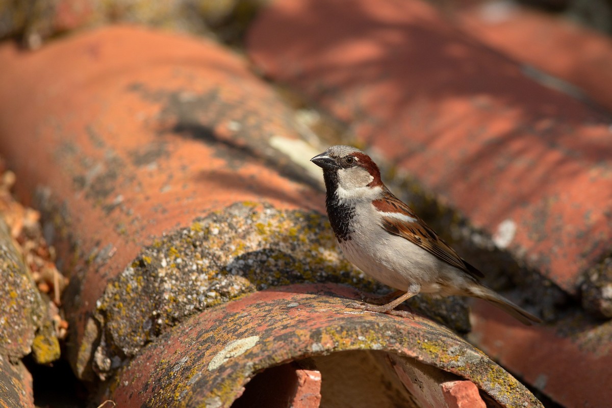 House Sparrow - ML647289462