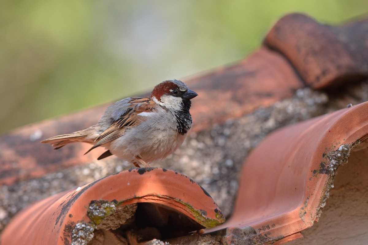 House Sparrow - ML647289463