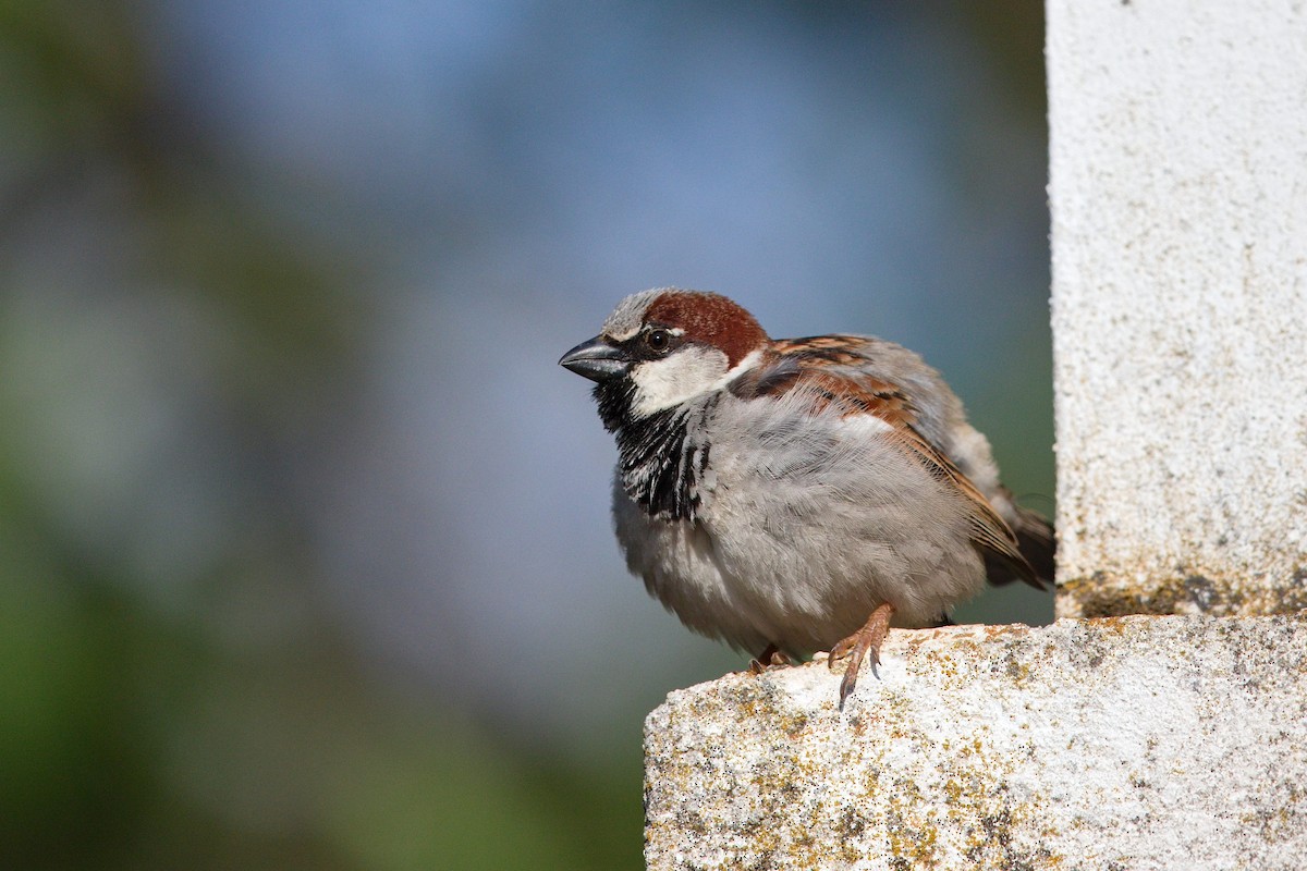 House Sparrow - ML647289464