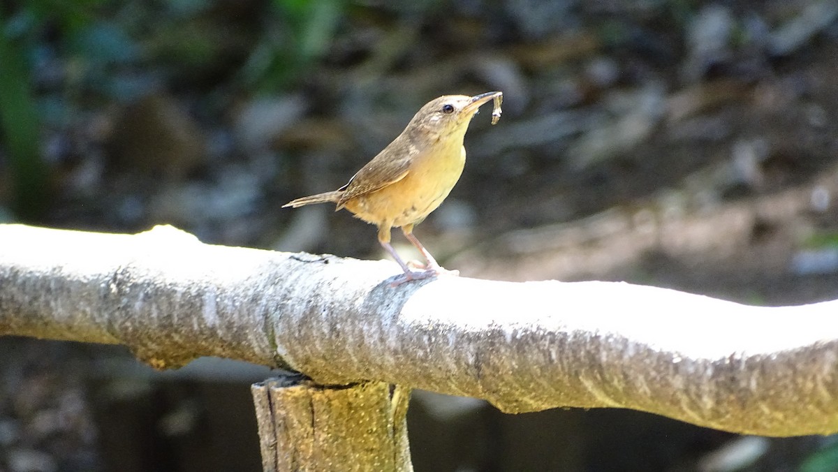 Southern House Wren - ML647289468