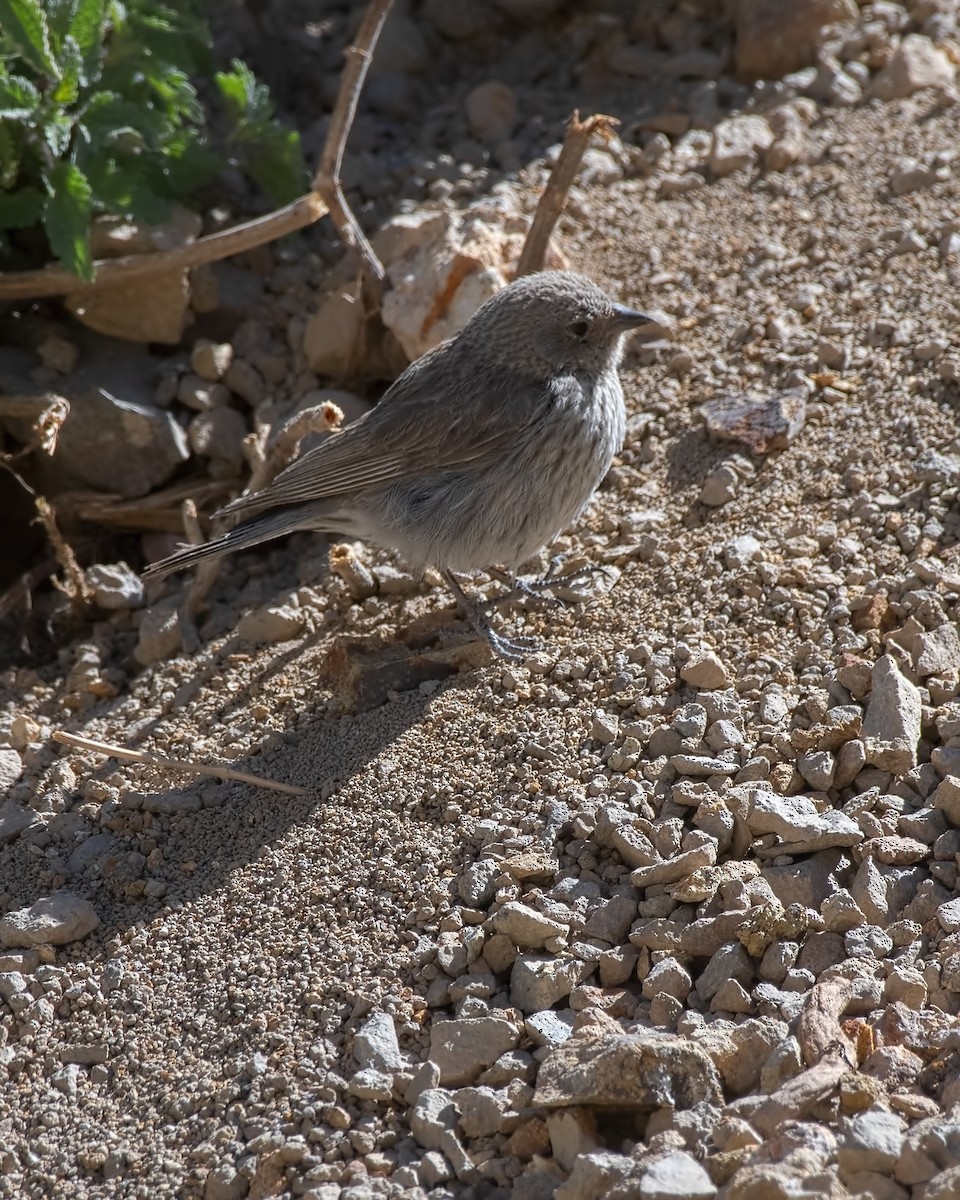 Bleiammertangare - ML647289474