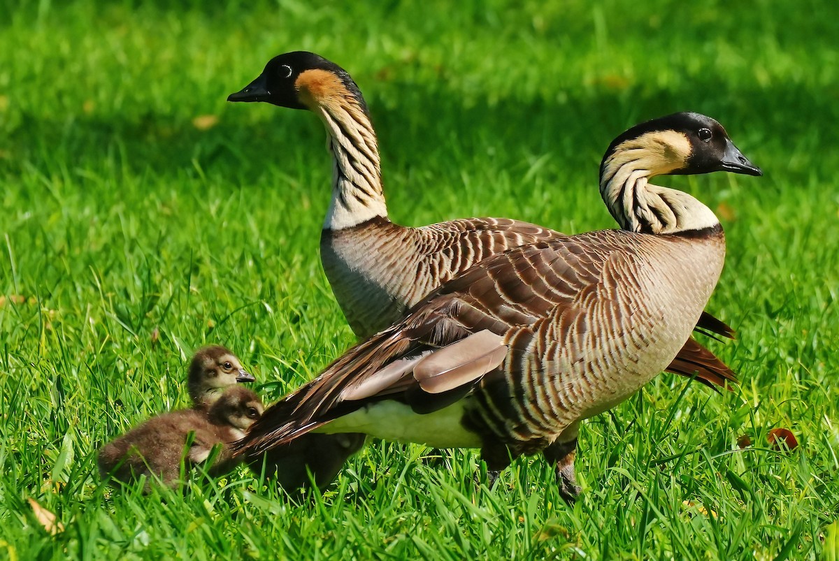 Hawaiian Goose - ML647289475