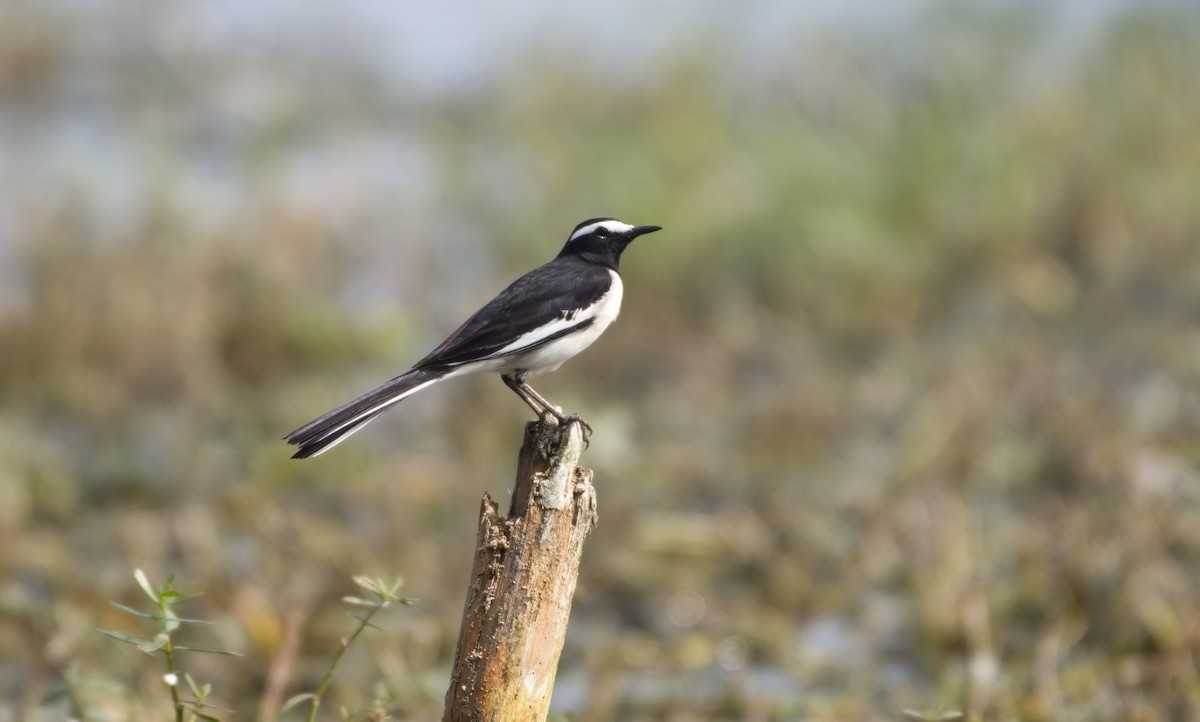 Lavandera India - ML647289476