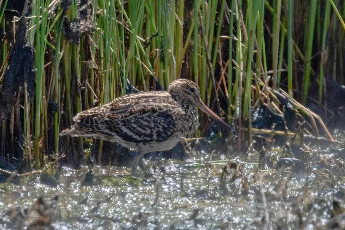 bekasina větší - ML647289489