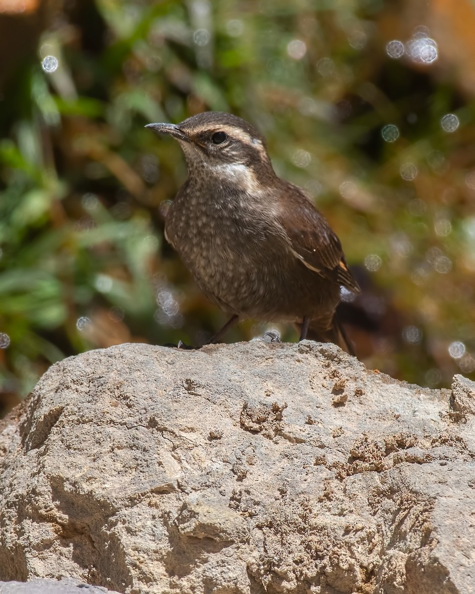 Grauflanken-Uferwipper - ML647289499