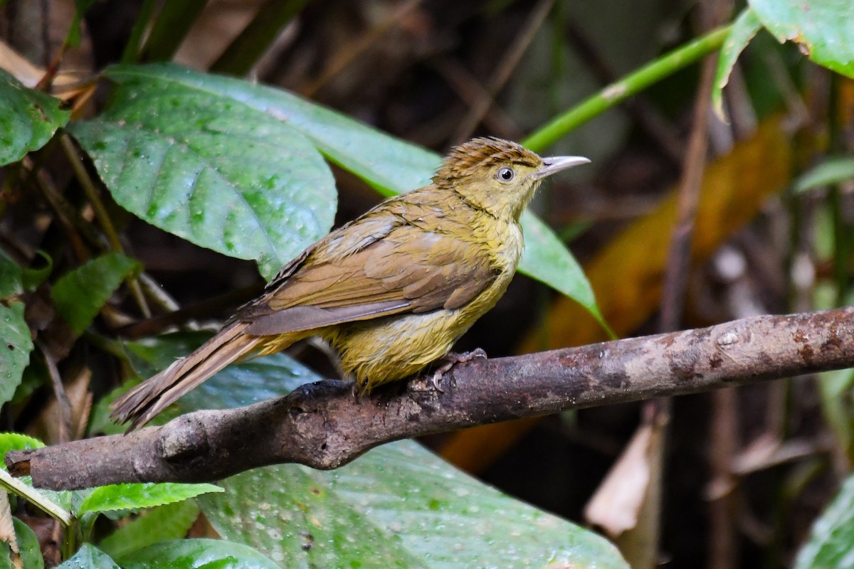 Cachar Bulbul - ML647289500