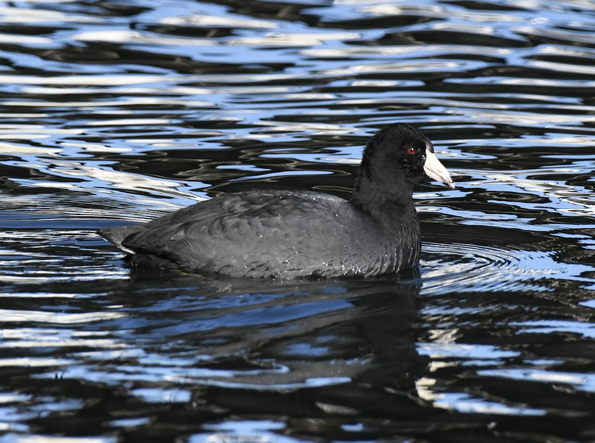 Focha Americana - ML647289502