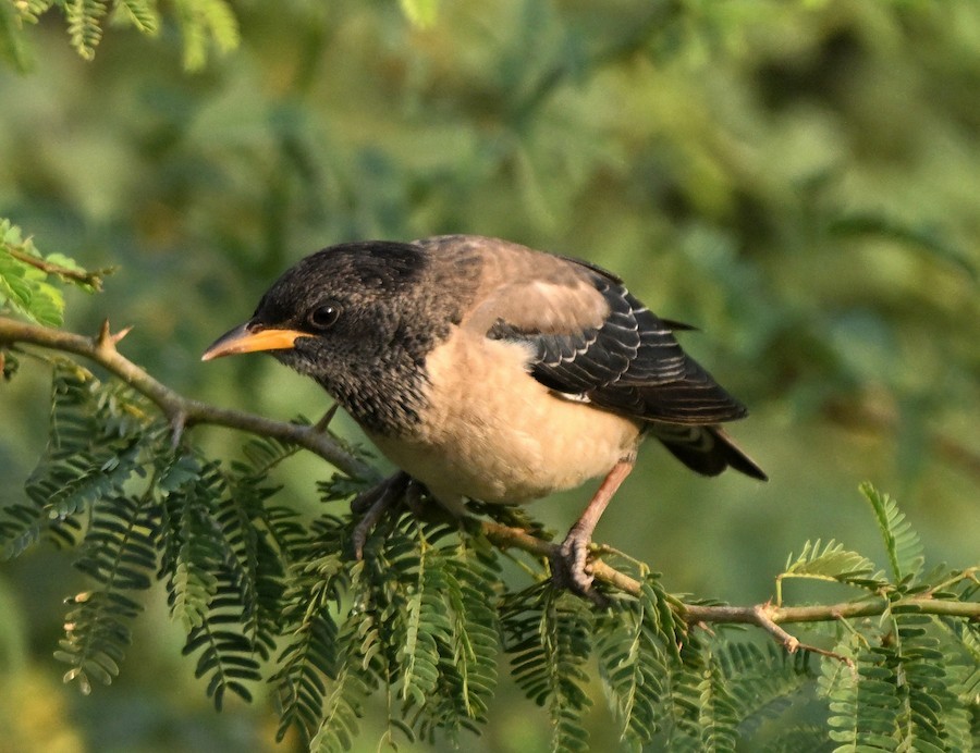 Rosy Starling - ML647289516