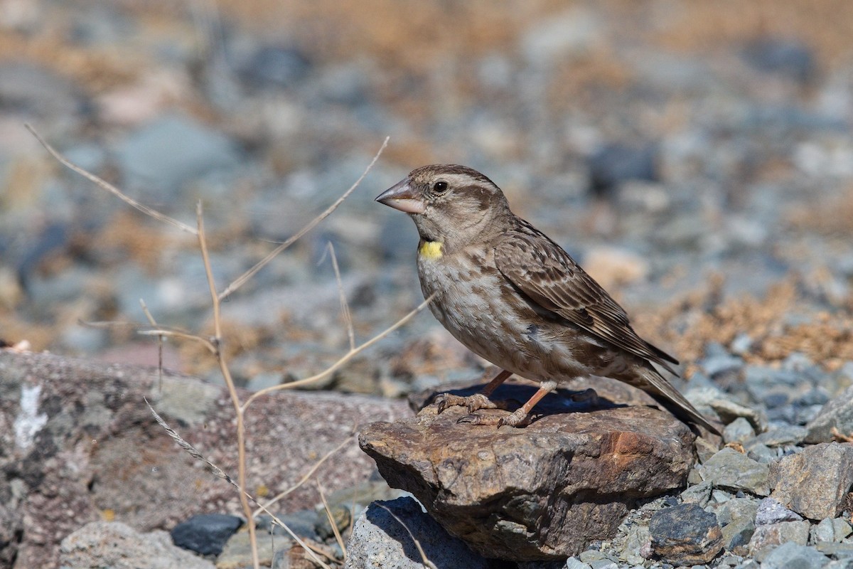 vrabec skalní - ML647289558