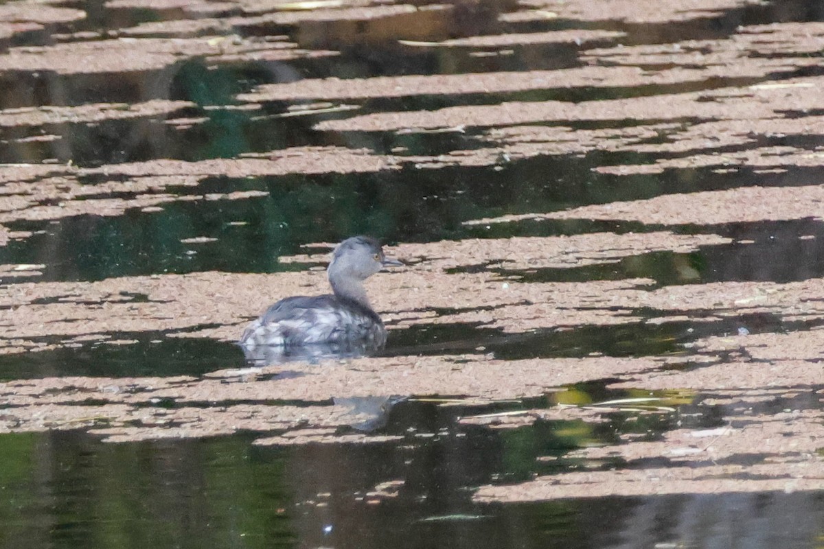 Least Grebe - ML647289565
