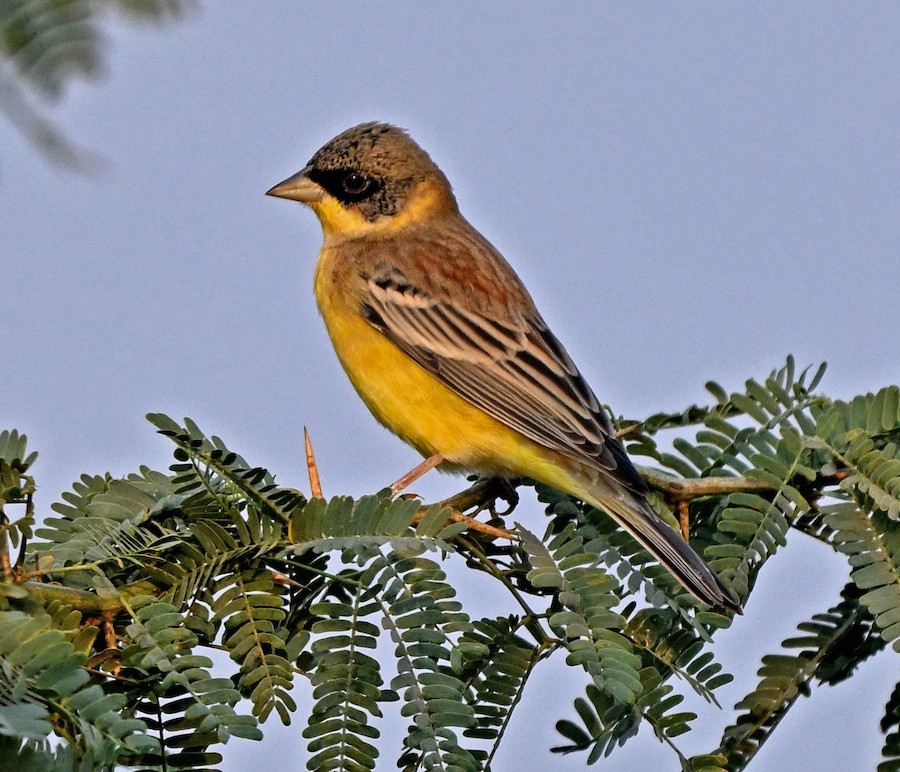 Black-headed Bunting - ML647289581