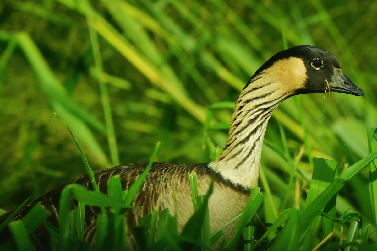 Hawaiian Goose - ML647289585
