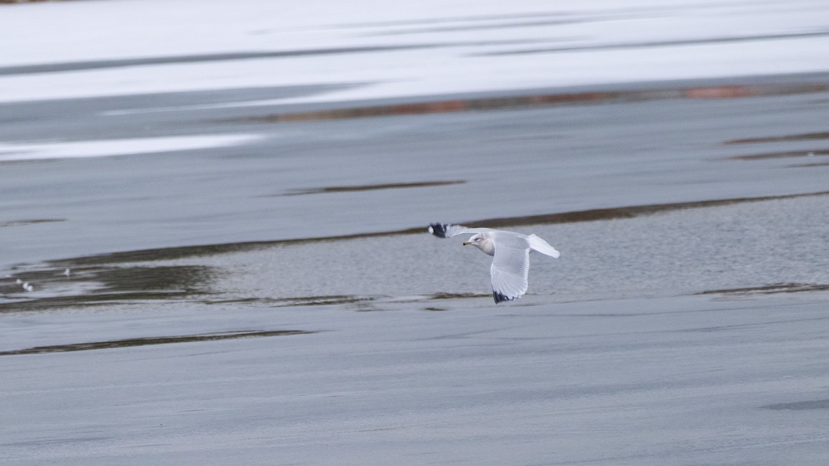Ring-billed Gull - ML647289587
