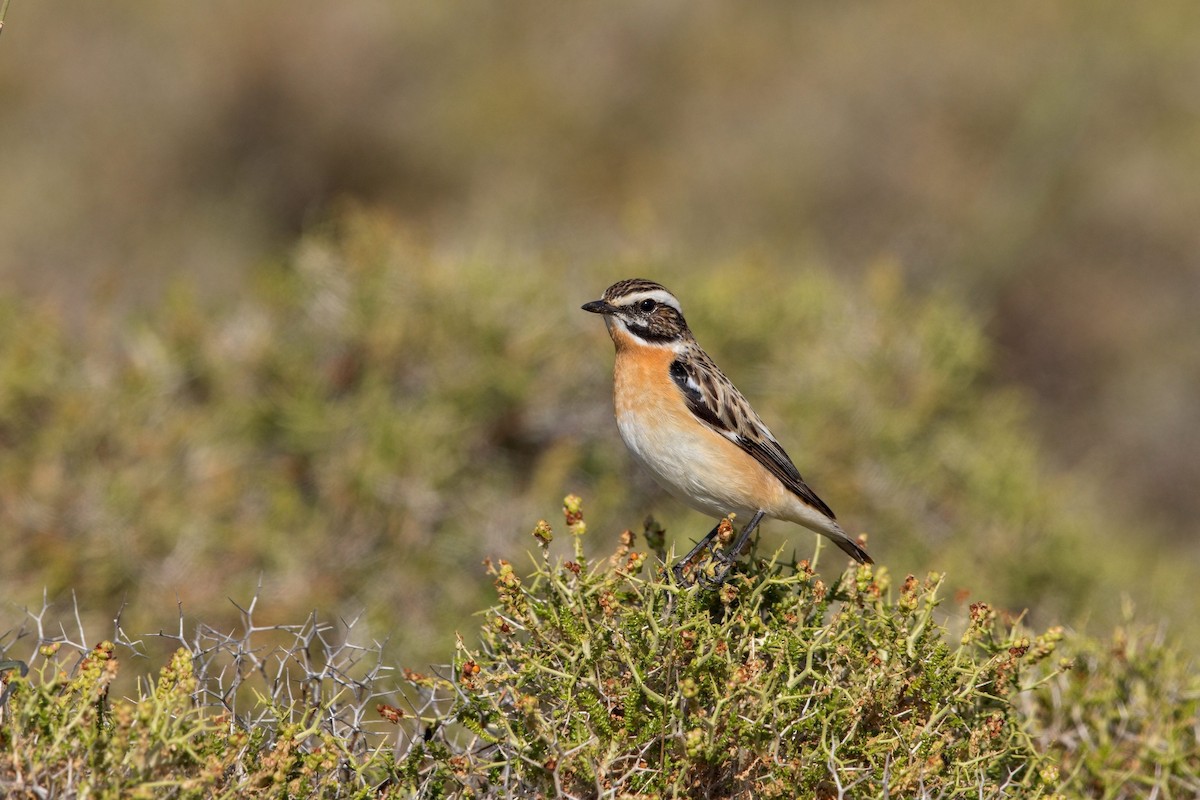 bramborníček hnědý - ML647289613