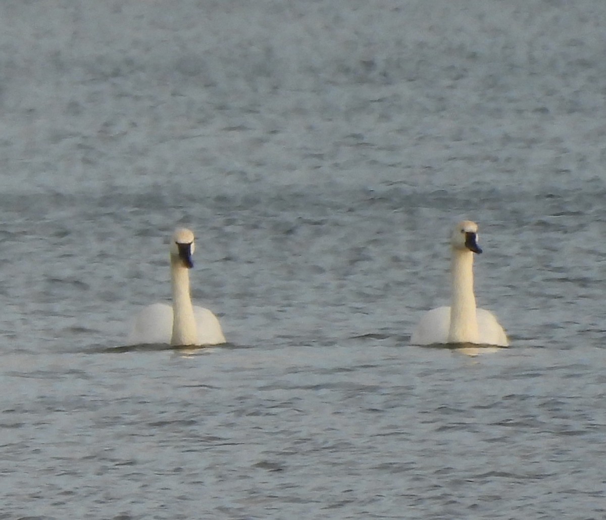 コハクチョウ - ML647289627