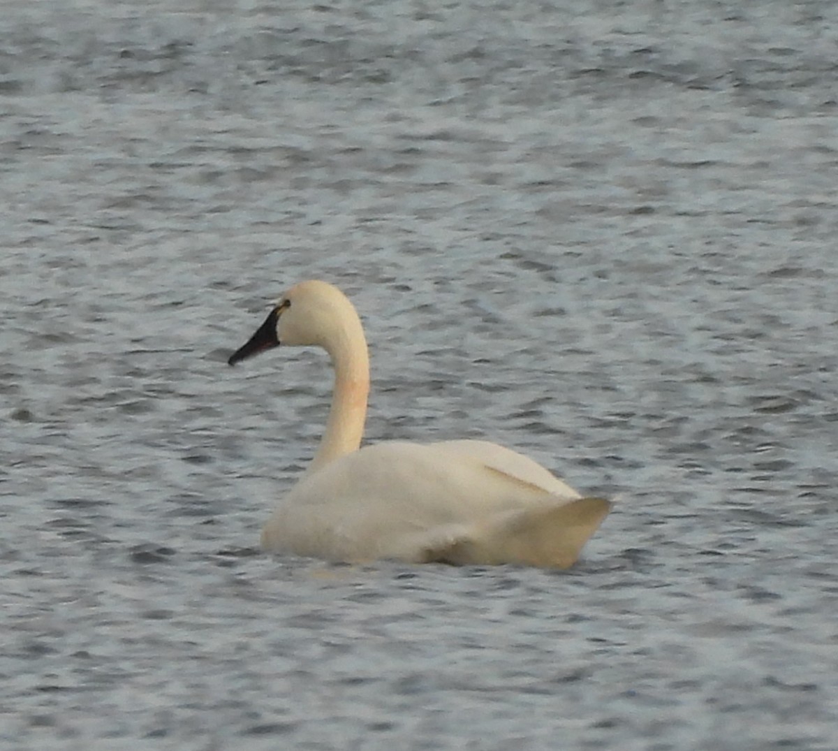 コハクチョウ - ML647289628