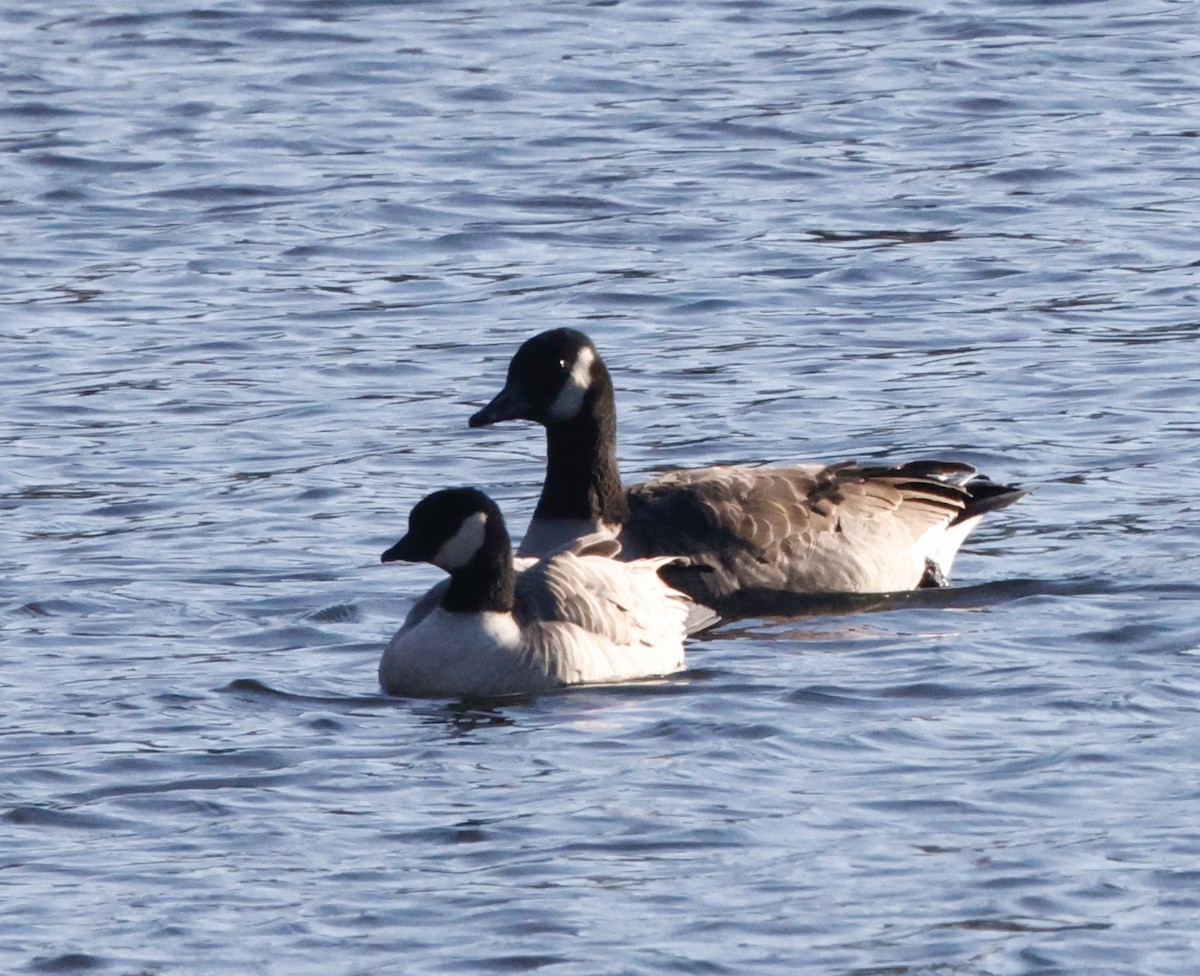 Cackling Goose - ML647289637