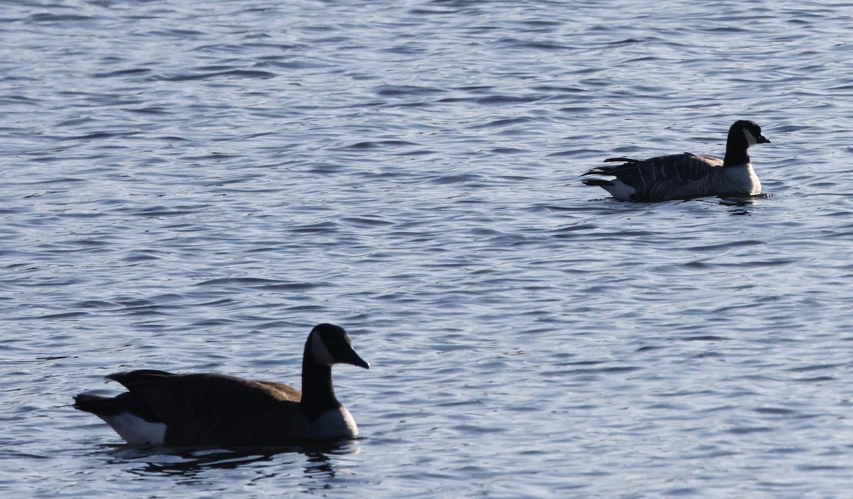 Cackling Goose - ML647289646