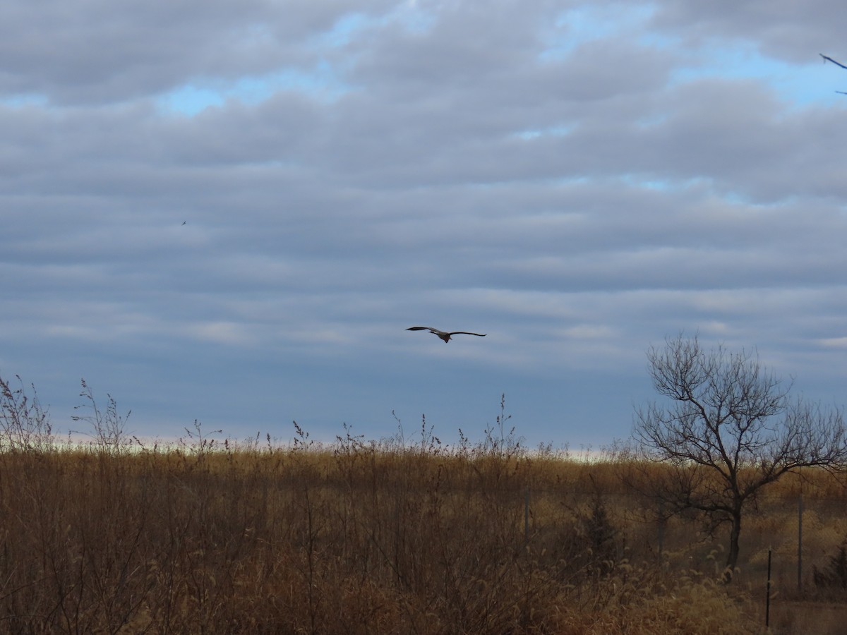 オオアオサギ - ML647289654