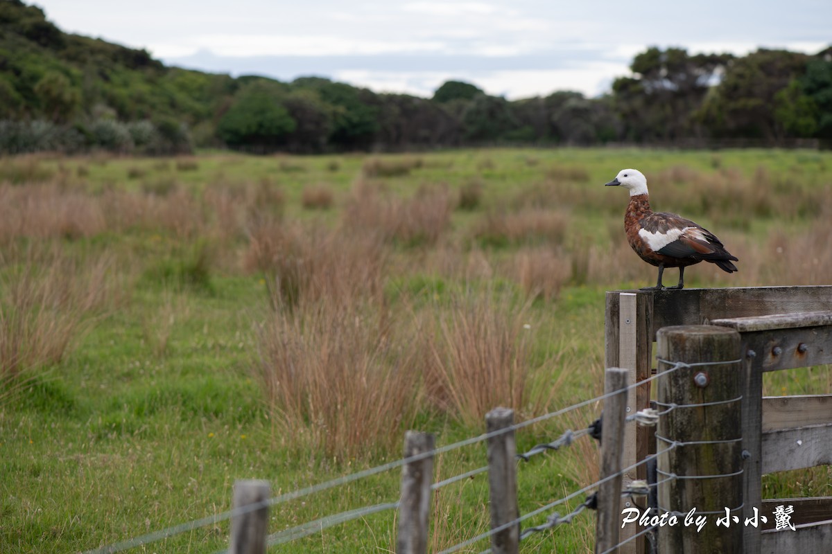 Tarro Maorí - ML647289657