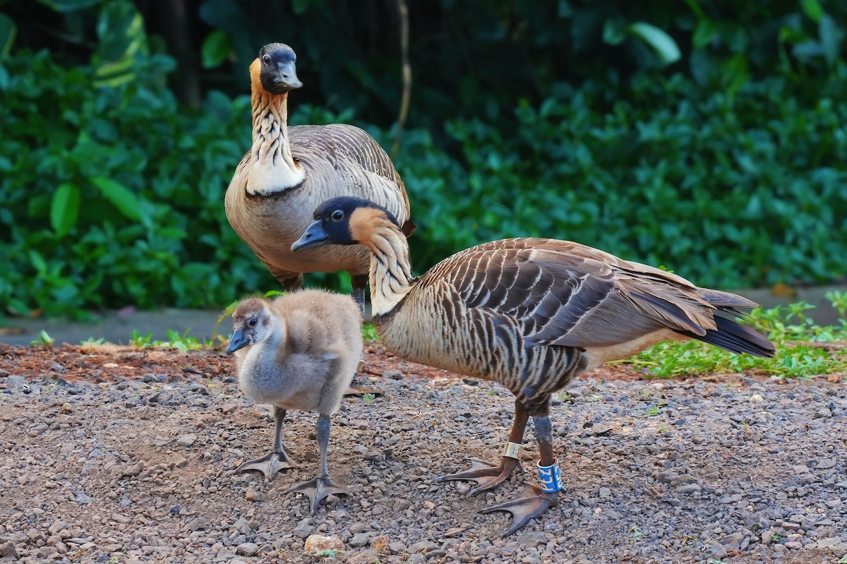 Hawaiian Goose - ML647289659