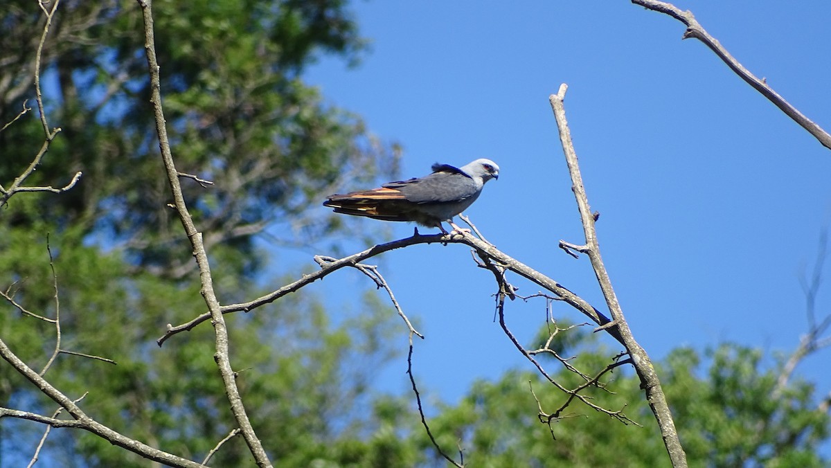 Plumbeous Kite - ML647289661