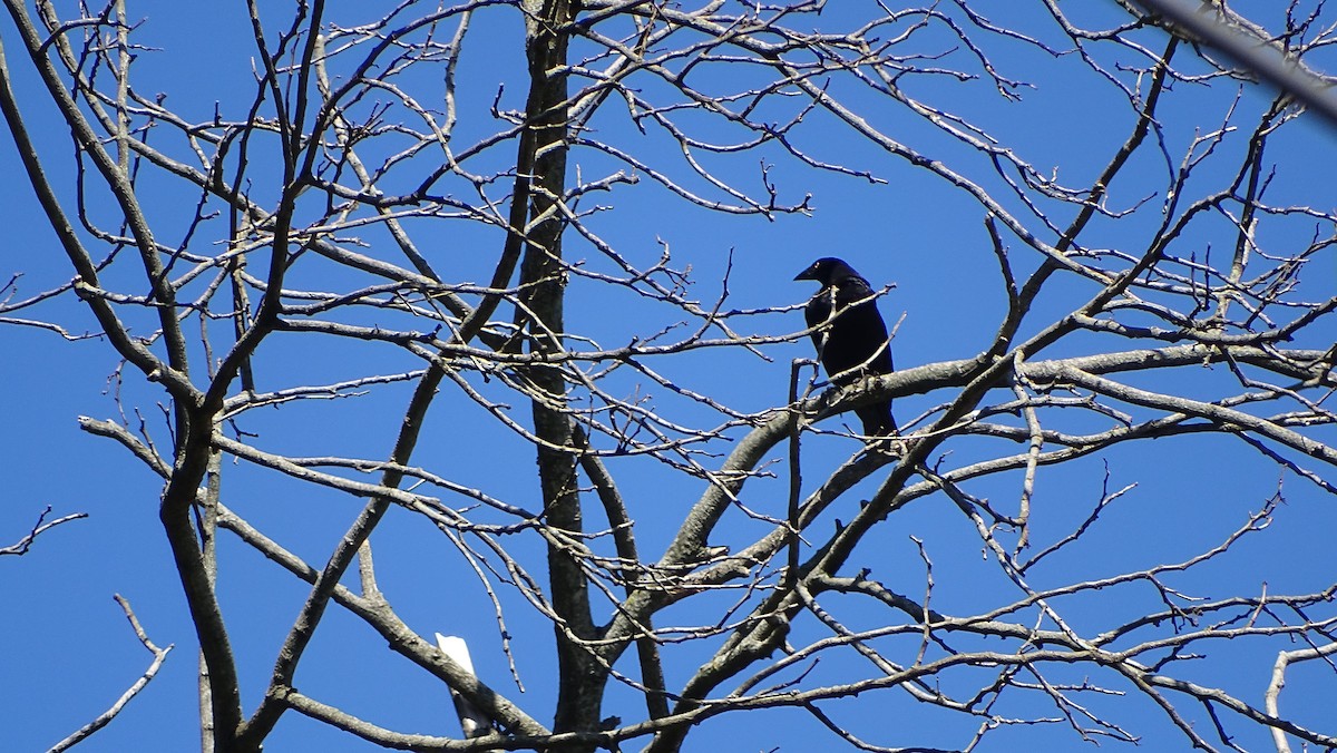 Giant Cowbird - ML647289684