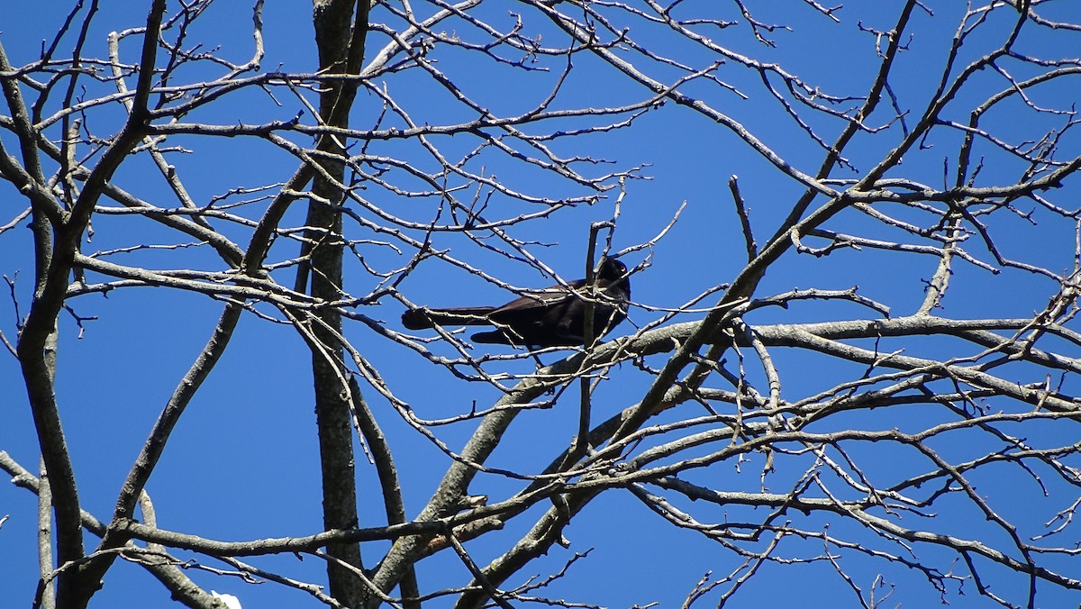 Giant Cowbird - ML647289685
