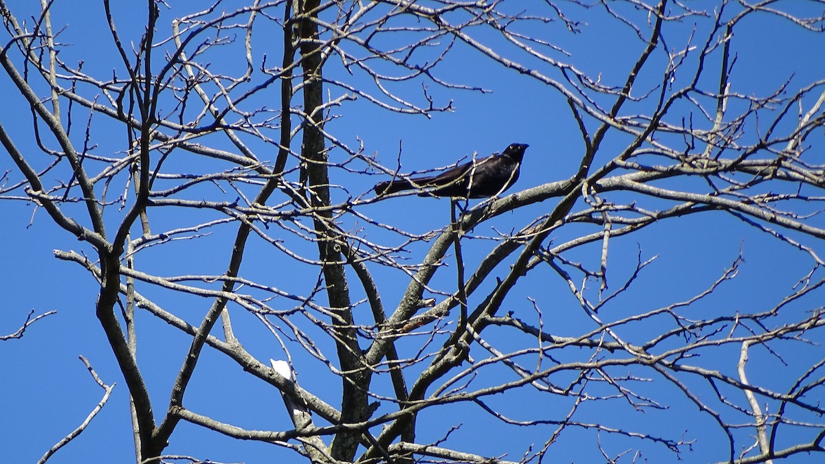 Giant Cowbird - ML647289686