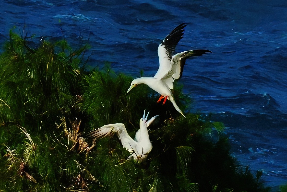 Сула червононога - ML647289693