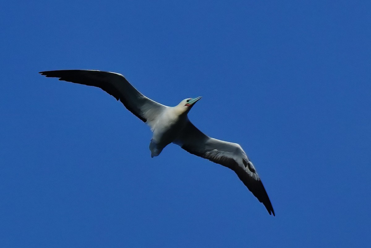 Сула червононога - ML647289694