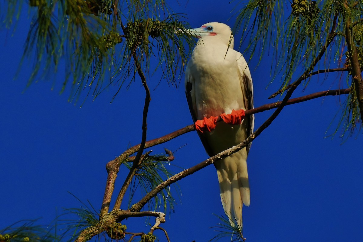 Сула червононога - ML647289695